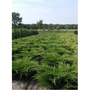 JUNIPERUS media MINT JULEP