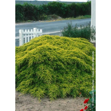 JUNIPERUS media OLD GOLD