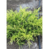 JUNIPERUS media OLD GOLD