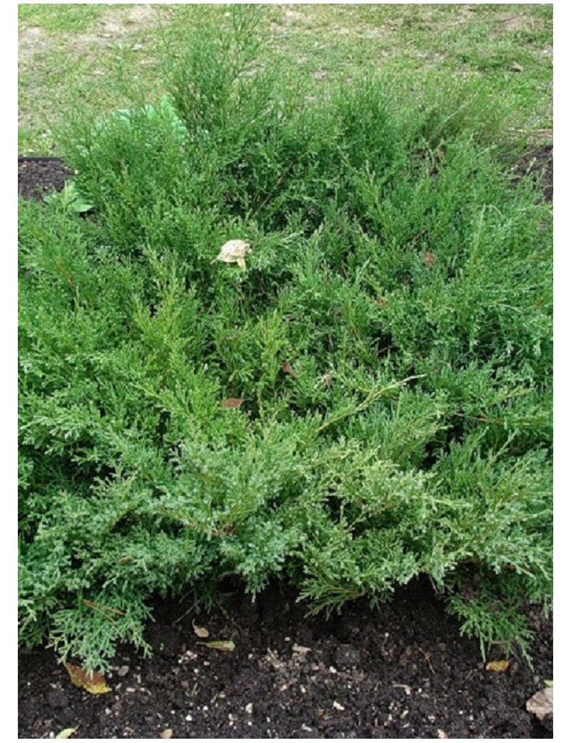 JUNIPERUS media Pfitzeriana COMPACTA