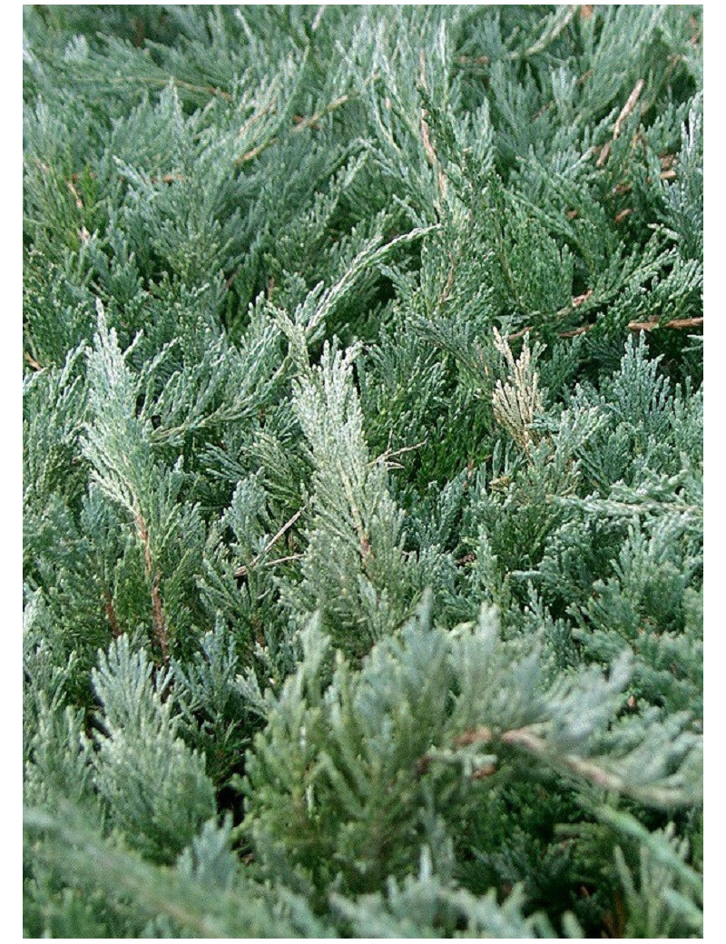 JUNIPERUS media Pfitzeriana GLAUCA