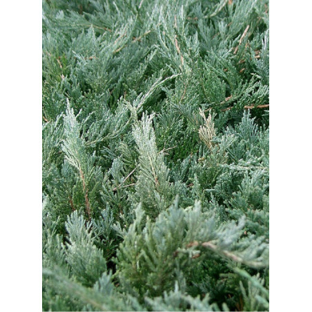 JUNIPERUS media Pfitzeriana GLAUCA