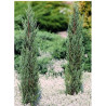 JUNIPERUS BLUE ARROW