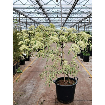 CORNUS controversa VARIEGATA En pot de 25-30 litres