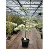 CORNUS controversa VARIEGATA En pot de 50-70 litres