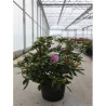 RHODODENDRON ALBERT SCHWEITZER En pot de 15-20 litres