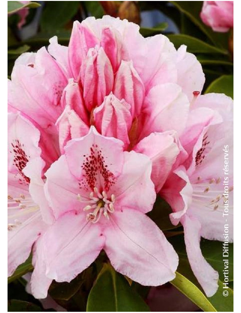 RHODODENDRON ALBERT SCHWEITZER