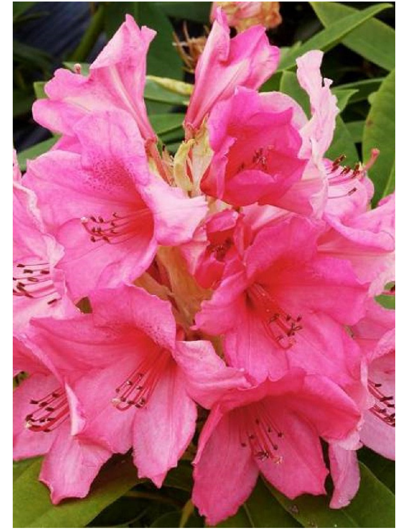 RHODODENDRON ANNA ROSE WHITNEY