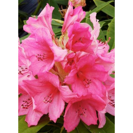 RHODODENDRON ANNA ROSE WHITNEY