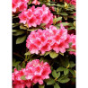 RHODODENDRON ANNA ROSE WHITNEY