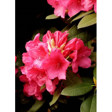 RHODODENDRON ANNA ROSE WHITNEY