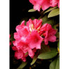 RHODODENDRON ANNA ROSE WHITNEY