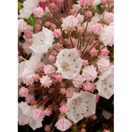 KALMIA latifolia