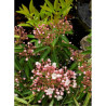 KALMIA latifolia