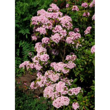 KALMIA latifolia