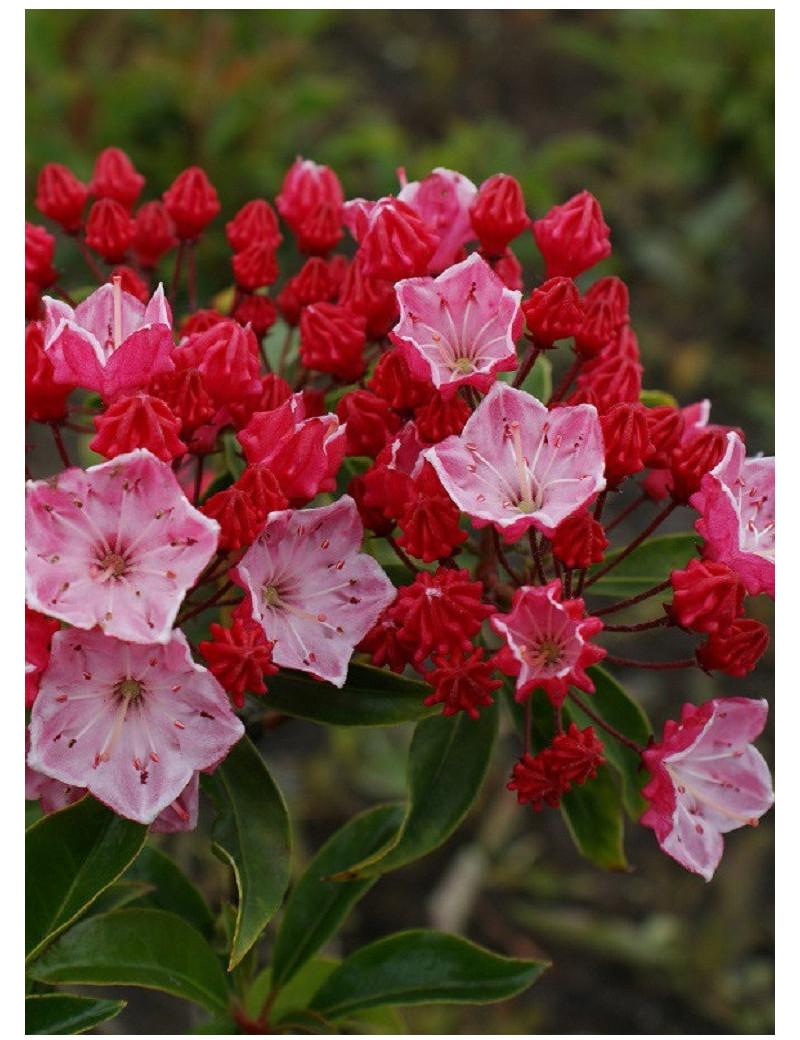 KALMIA latifolia OSTBO RED