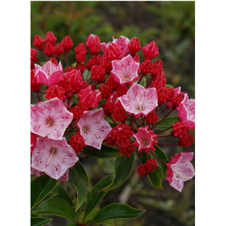 KALMIA latifolia OSTBO RED