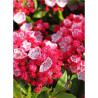 KALMIA latifolia OSTBO RED