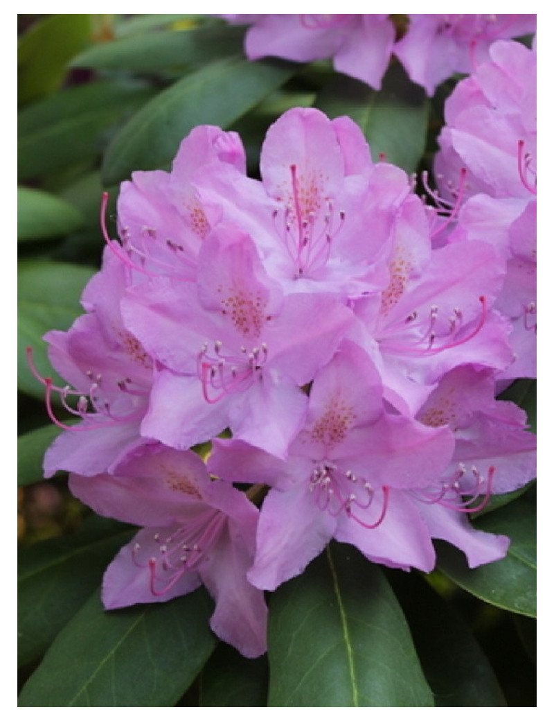 RHODODENDRON CATAWBIENSE GRANDIFLORUM