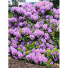 RHODODENDRON CATAWBIENSE GRANDIFLORUM