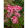 KALMIA latifolia OSTBO RED