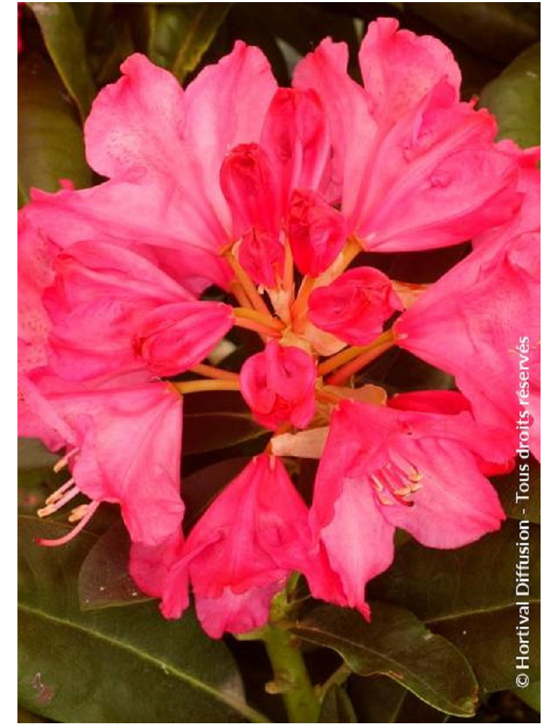 RHODODENDRON CONSTANZE