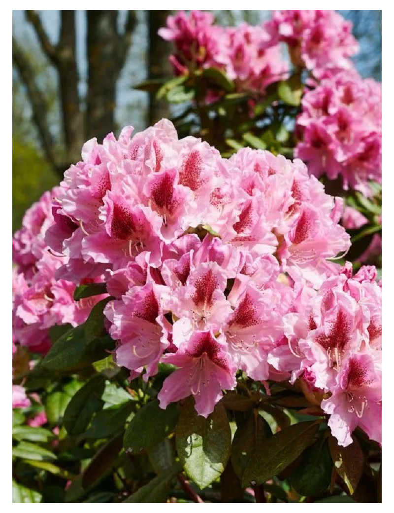 RHODODENDRON COSMOPOLITAN