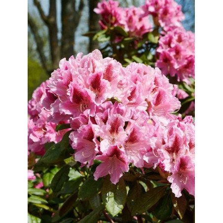 RHODODENDRON COSMOPOLITAN