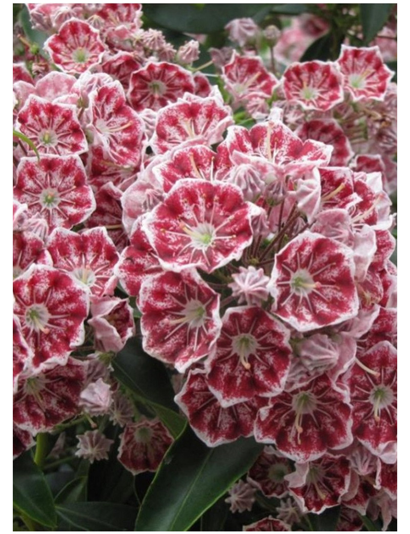 KALMIA latifolia PINWHEEL