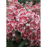 KALMIA latifolia PINWHEEL