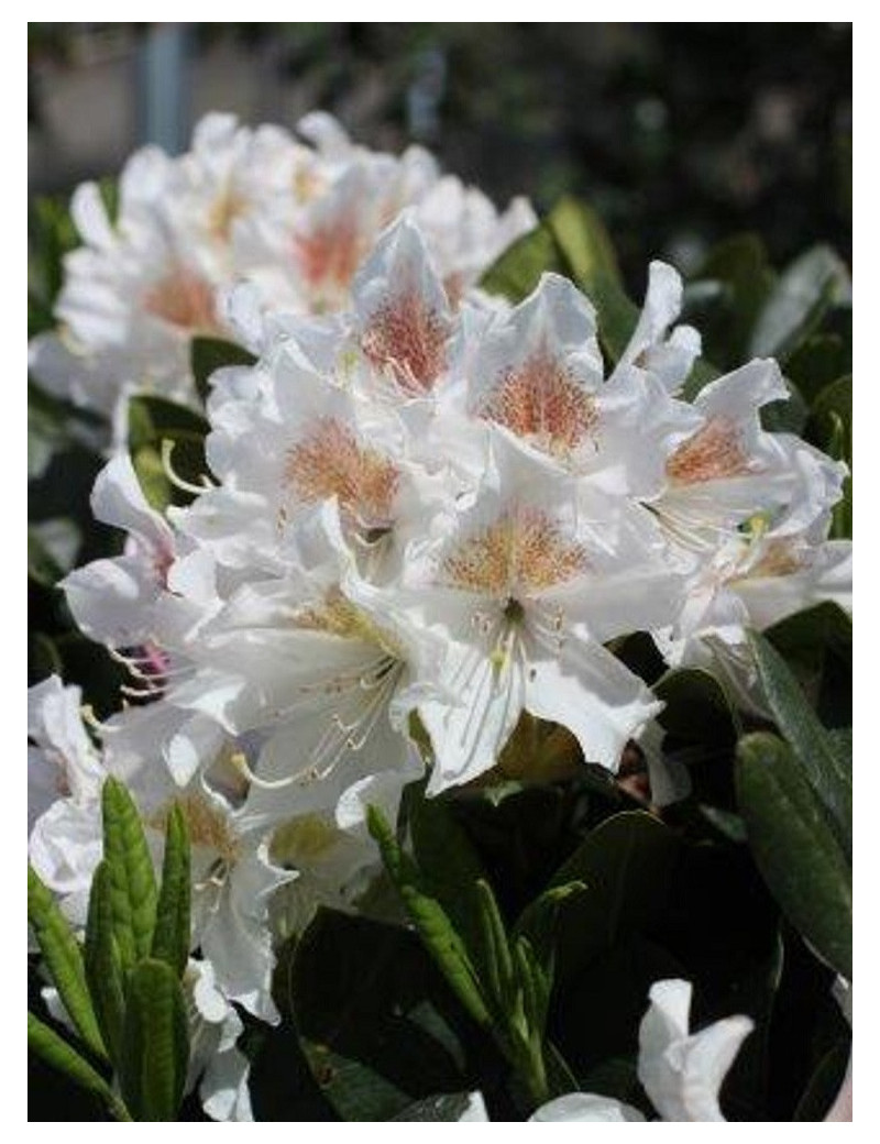 RHODODENDRON CUNNINGHAM'S WHITE