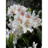 RHODODENDRON CUNNINGHAM'S WHITE