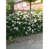 RHODODENDRON CUNNINGHAM'S WHITE