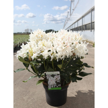 RHODODENDRON CUNNINGHAM'S WHITE En pot de 10-12 litres