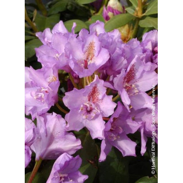 RHODODENDRON FASTUOSUM PLENUM