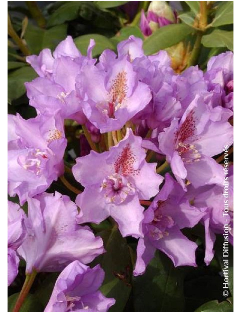 RHODODENDRON FASTUOSUM PLENUM