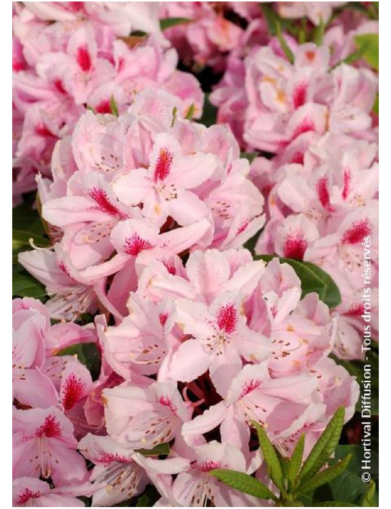 RHODODENDRON FURNIVALL'S DAUGHTER