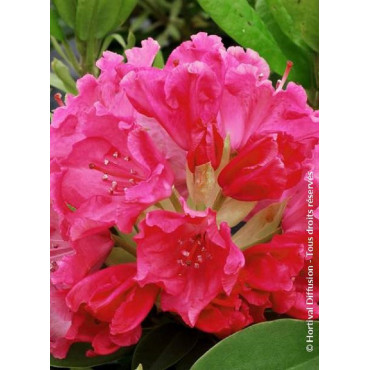 RHODODENDRON GERMANIA