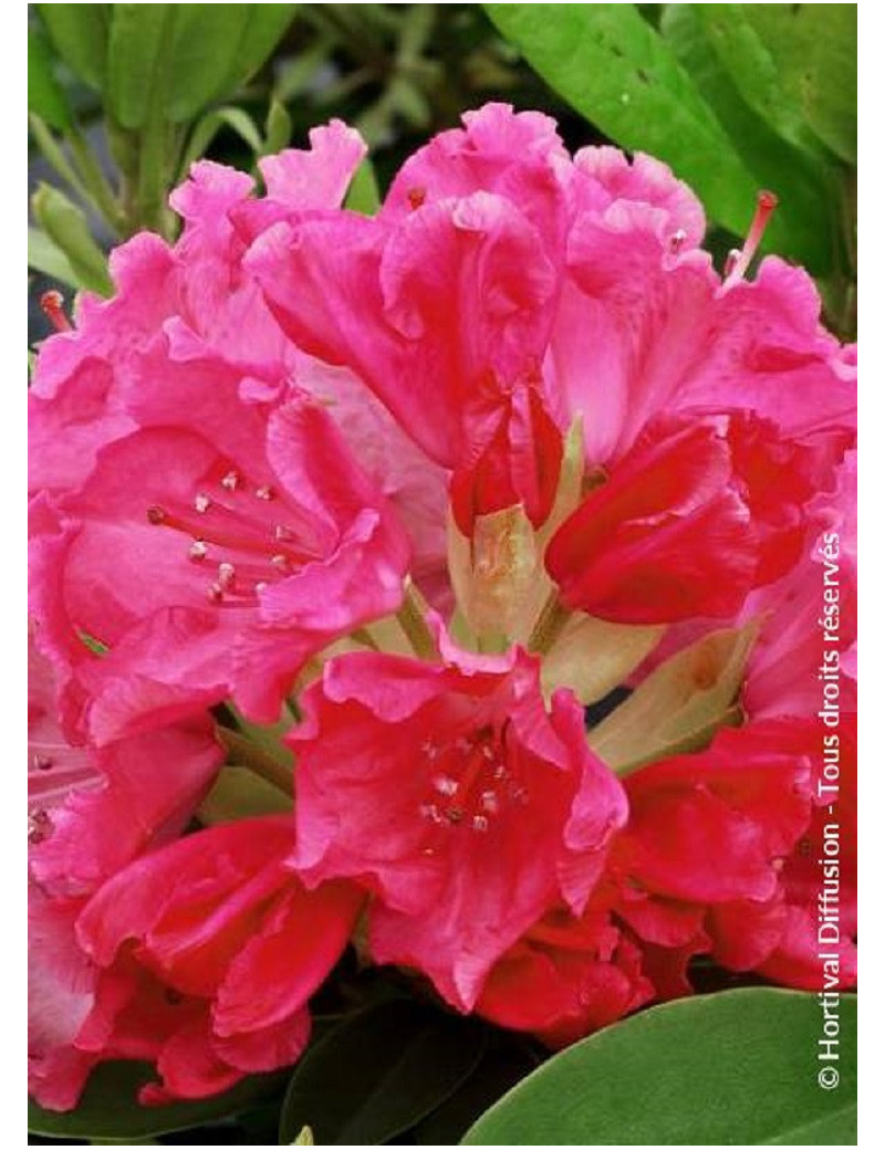 RHODODENDRON GERMANIA