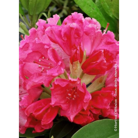 RHODODENDRON GERMANIA