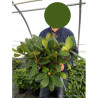 RHODODENDRON GERMANIA En pot de 7-10 litres