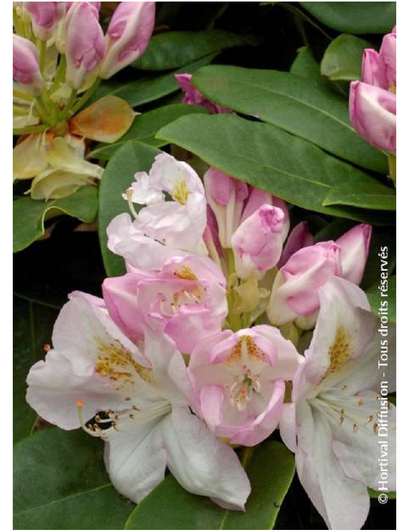 RHODODENDRON GOMER WATERER