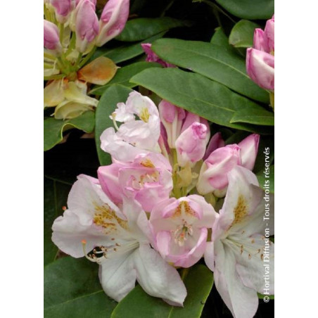 RHODODENDRON GOMER WATERER