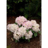 RHODODENDRON GOMER WATERER