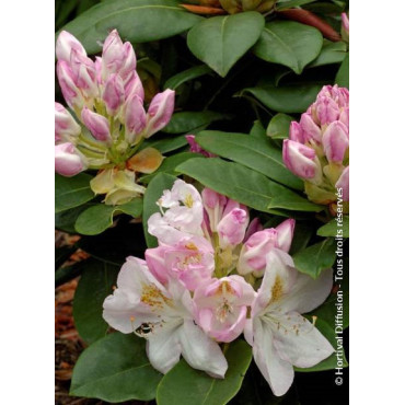 RHODODENDRON GOMER WATERER