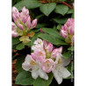 RHODODENDRON GOMER WATERER