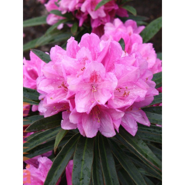 RHODODENDRON GRAZIELLA