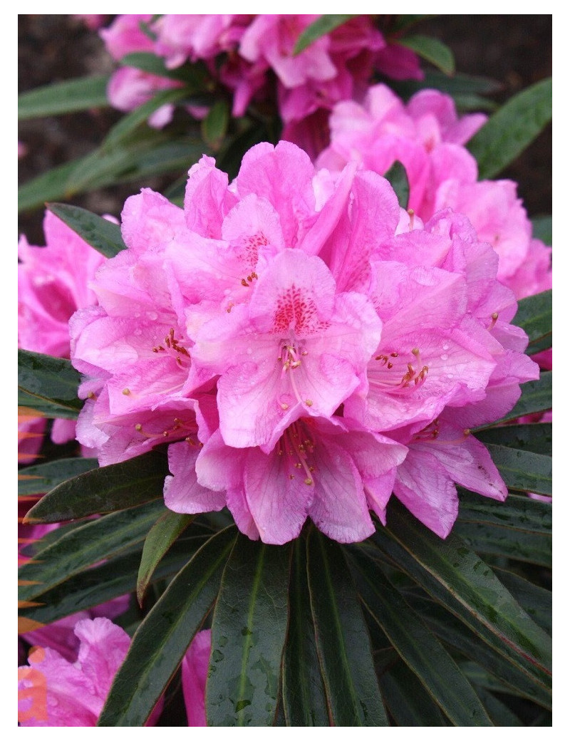 RHODODENDRON GRAZIELLA