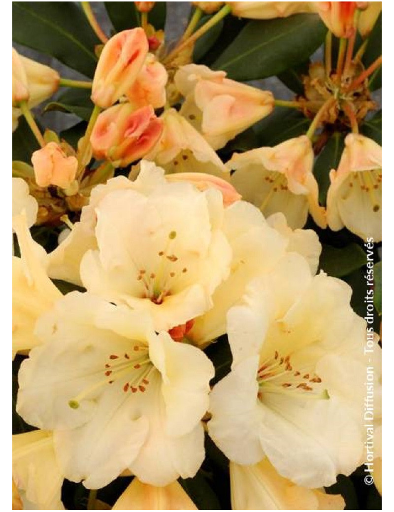 RHODODENDRON HORIZON MONARCH