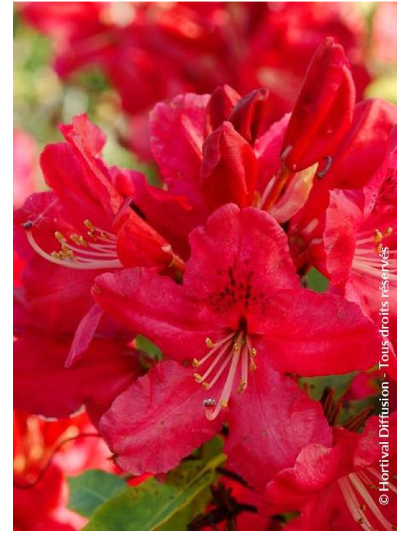 RHODODENDRON HUGH KOSTER